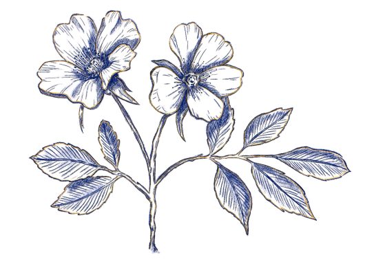 Classic wild roses illustration in blue and gold